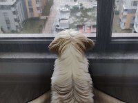 Safkan Dişi Shih Tzu Evayı Sahiplendiriyorum