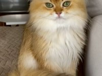 Şecereli British Longhair golden yetişkin erkek