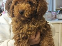 3.5 aylık poodle sahiplendirme