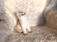 British shorthair Golden ny11 erkek