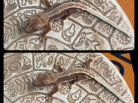 CRESTED GECKO YAVRULAR
