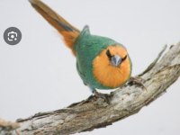 Parrot ispinozu