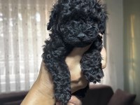 Tüm renklerde orjinal ırk toy poodle yavrular