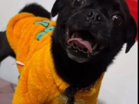 Siyah pug Pascal için yuva arıyoruz