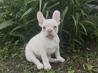 Lilac Platinium Krem Renk Dişi French Bulldog