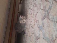 British shorthair kedimiz