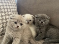 2 Aylık Scottish Fold