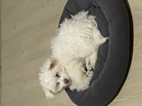 Maltese terrier acil sahiplendirilir