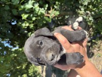 TİGER (KAPLAN DESENLİ) VE SİYAH PANTER CANE CORSO