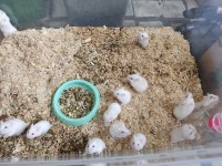 Çok Tatlı Minnak Yavru Hamster Çeşitleri Hamster