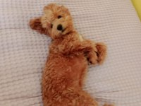 Kıvır kıvır toy poodle uygun
