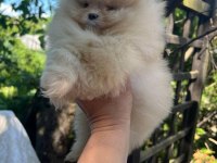 SAĞLIK VE IRK GARANTİLİ POMERANİAN BOO KÖPEĞİ