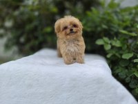 Mükemmel Güzellikteki Maltipoo Yavrularımız 