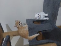 Safkan british shorthair secereli anne babadan full