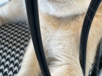 Golden by 11 british shorthair