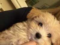 Bebek Maltipoo 2,5 Aylık