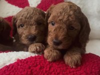 45 GÜNLÜK POODLE KAHVERENGİ BEBEKLER