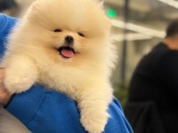 Ayı surat pomeranian isteyenler