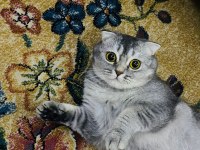 2 Tane Tatlı Tatlı Kedimiz Biri Erkek Biri Dişi