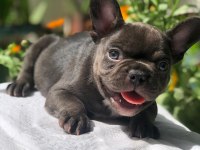 A kaliteli zeki oyuncu egzotik french bulldog yavrularım