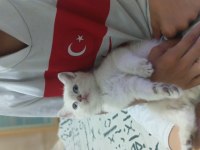 Sevimli kedicikler