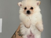 Pomeranian Yavrular