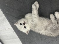 SEVECEN KEDİMİZ