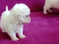 Teacup Maltese yavrumuz