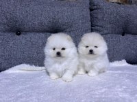 Kar beyaz güzellikler pomeranian yavrularımız