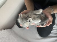 Minik scottish fold yavrumuz