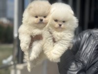 Petmode köpek çiftliğinde ziyarete açık pomeranian