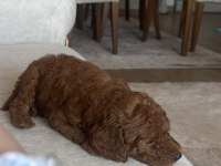 2 AYLIK ERKEK TOY POODLE ACİL YUVA ARIYORUZ