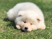 %100 Safkan Beyaz Akita Yavruları