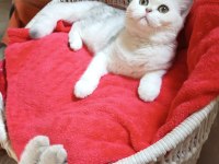 Safkan Aşılı Bakımlı Yavru Catteryden Kedimiz