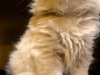 DİŞİ SCOTTISH FOLD EFSANE GENETİK