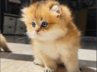 Küçük british longhair aslana yuva arıyoruz