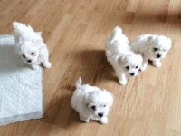 Mini boy maltese yavrularım 