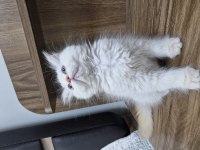 Uygun puanlı beyaz tüy mavi göz british longhair yavru