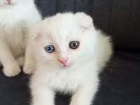 Pofuduk scottish fold white
