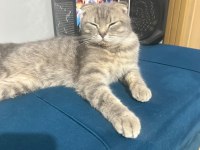 Scottish Fold 7 Aylık Dişi