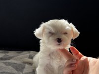 TERRIER YAVRULARIMIZ