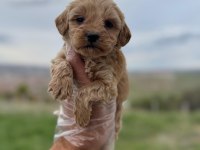 Türkiyenin en güzeli maltipoo köpeği