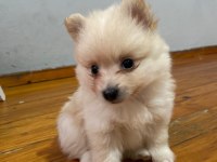 Pomeranian Yavrular