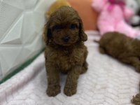 Erkek dişi üst kalite maltipoo köpekler