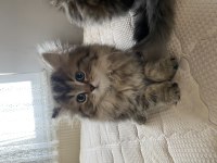 2.5 aylık british longhair yavrularımız