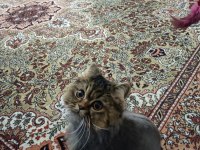 CHİNCHİLLA OĞLUMUZA EŞ