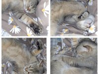 British shorthair golden yavrular