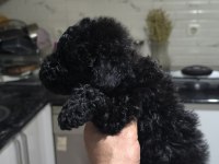 POODLE BEBEĞİM ÖZEL RENK BLEC RENG