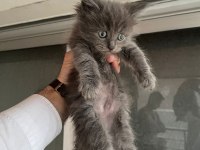Maine coon kedi