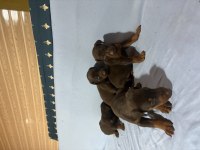 DOBERMAN RED